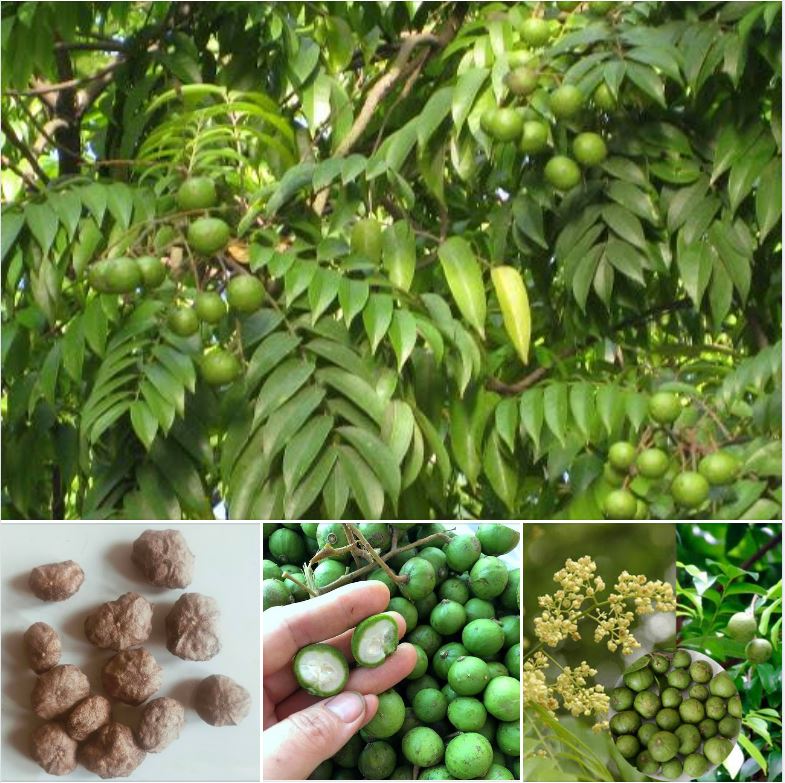 Hạt giống cây sấu - gói 5 hạt