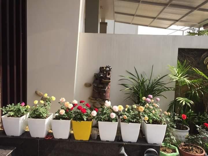 Combo 10 chậu nhưa V20 (vuông cạnh 20cm)