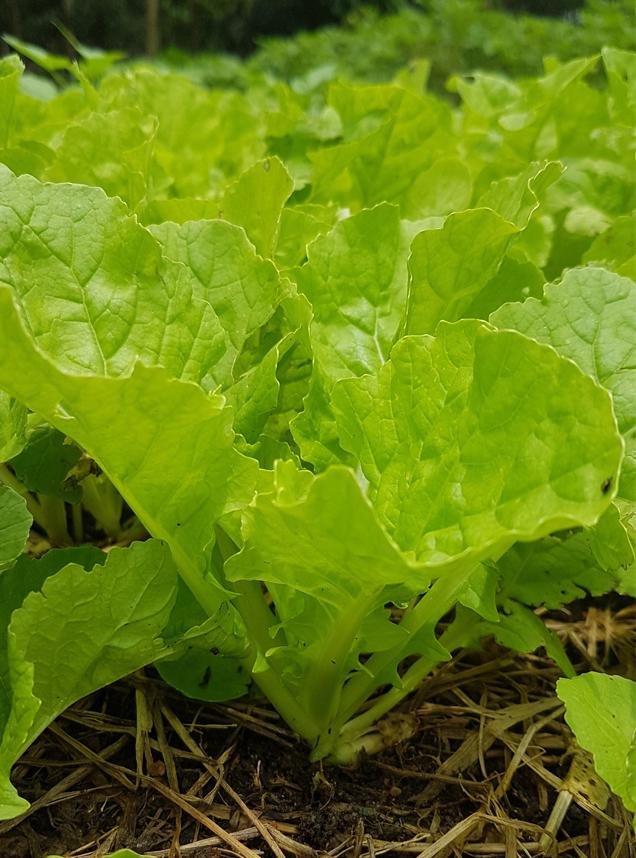 Gói 20g Hạt giống Cải Bẹ Dún