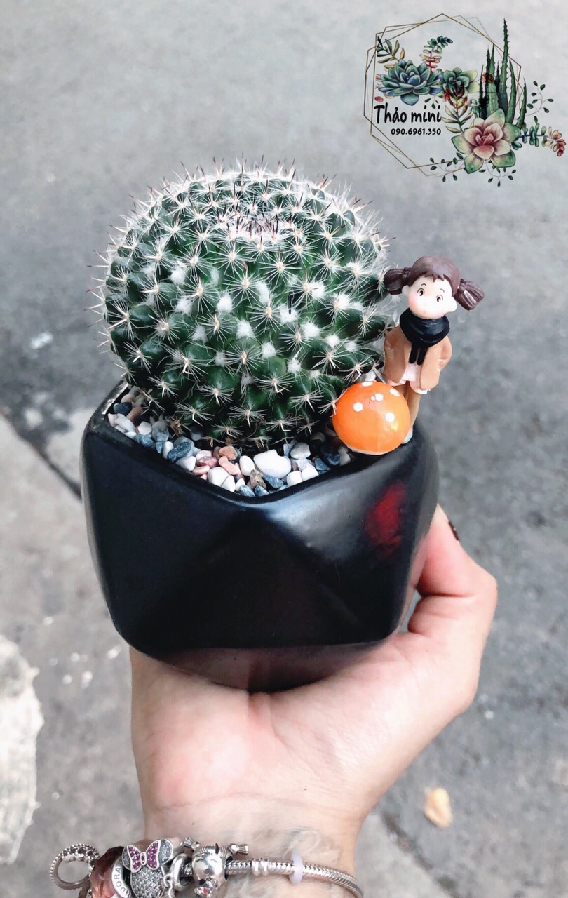 Chậu xương rồng tiểu cảnh