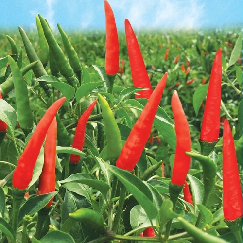 Ớt chỉ thiên