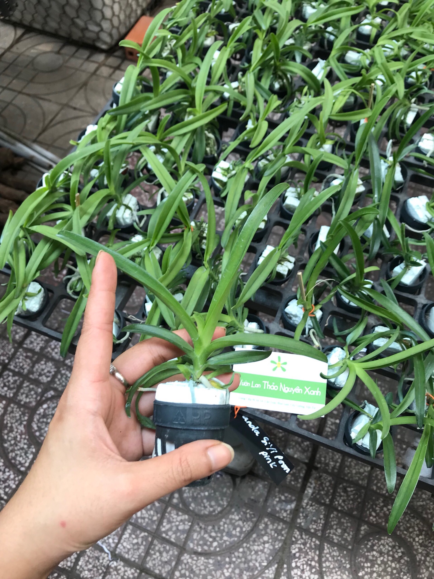 Hoa lan Vanda Chuẩn Màu - Cây Con Cao 10-15cm