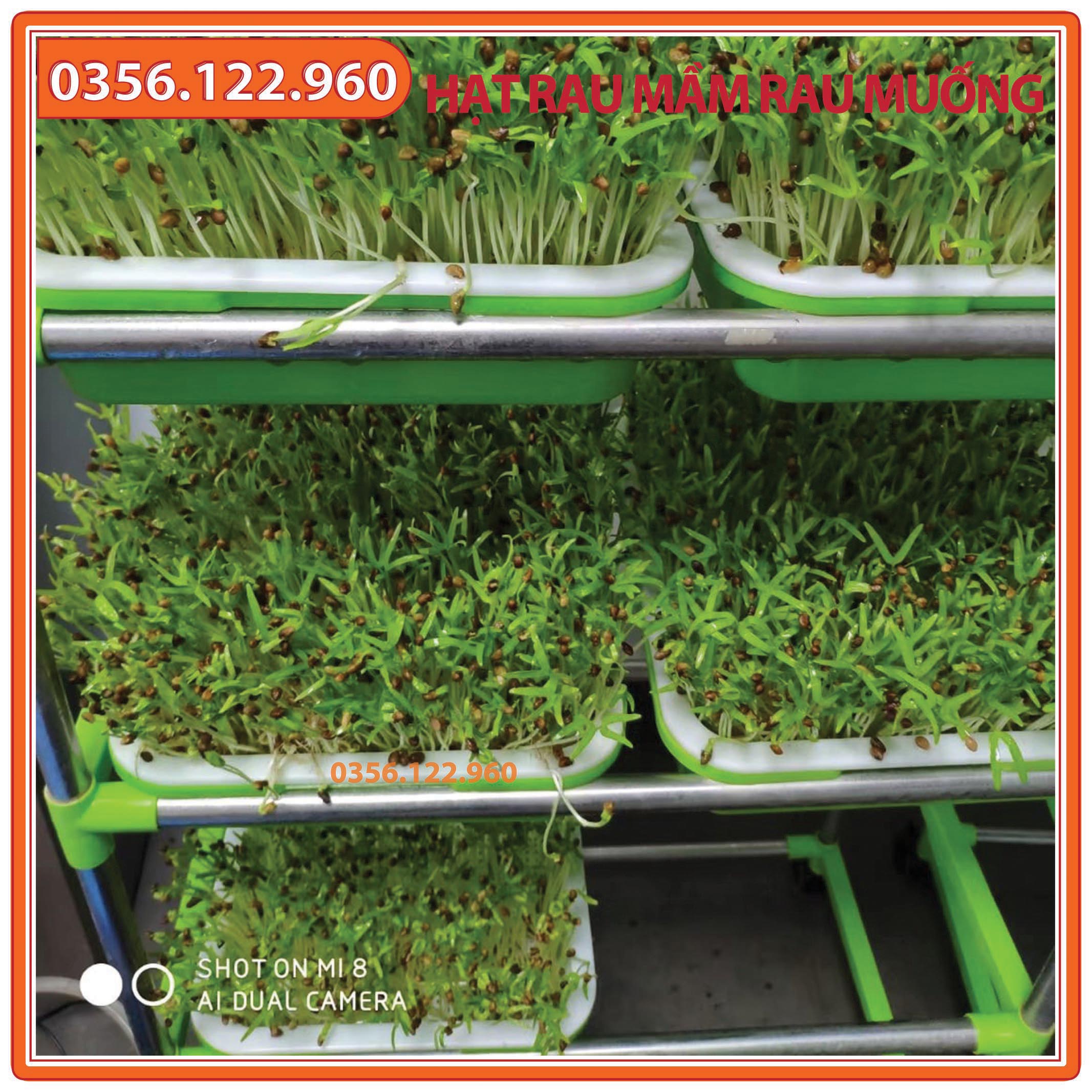 Hạt rau mầm rau muống - gói 100g