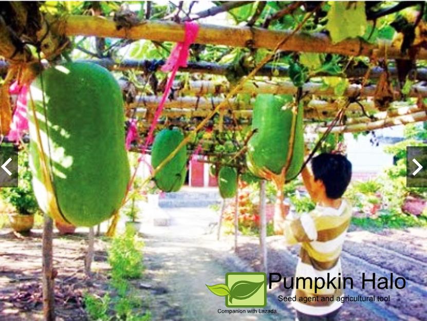 [HCM]HẠT GIỐNG BÍ Đao khổng lồ  _GÓI 10 HẠT  .