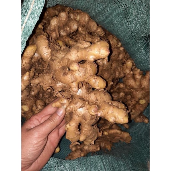 gừng tươi 500gr