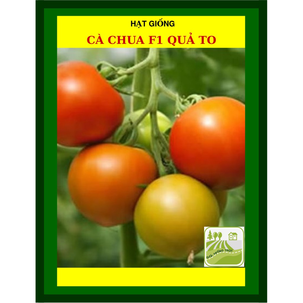 Hạt Giống Cà Chua 1Gram