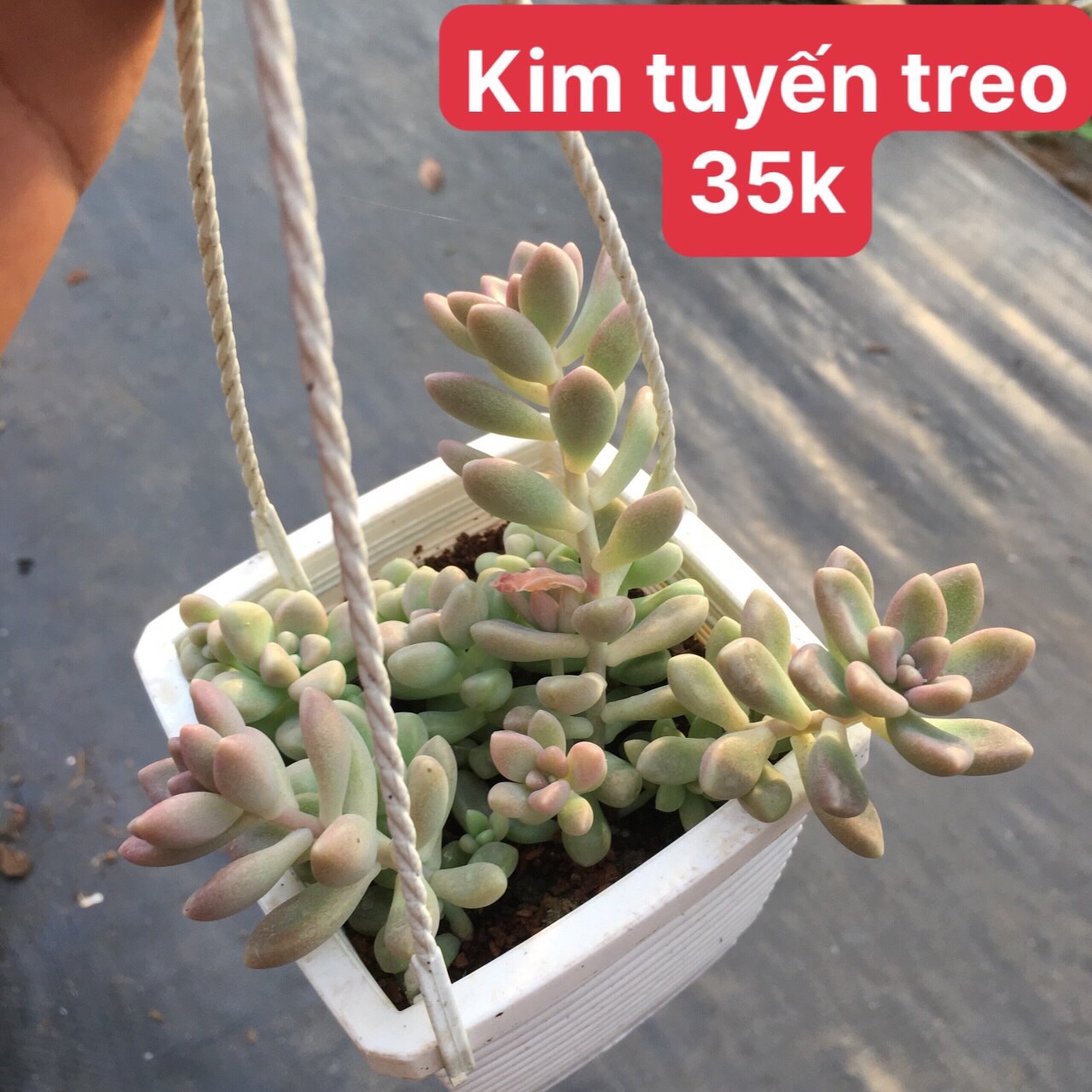 Sen đá kim tuyến chậu treo
