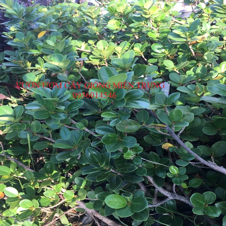 cây Da Nhật - (Cây đa nhật, cây Vạn Phát Gia)