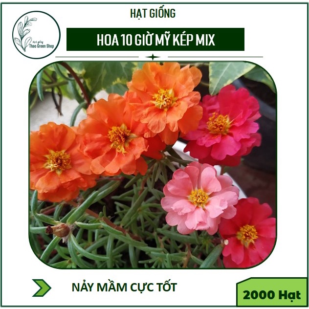 2000 Hạt Giống Hoa 10h Mỹ Kép