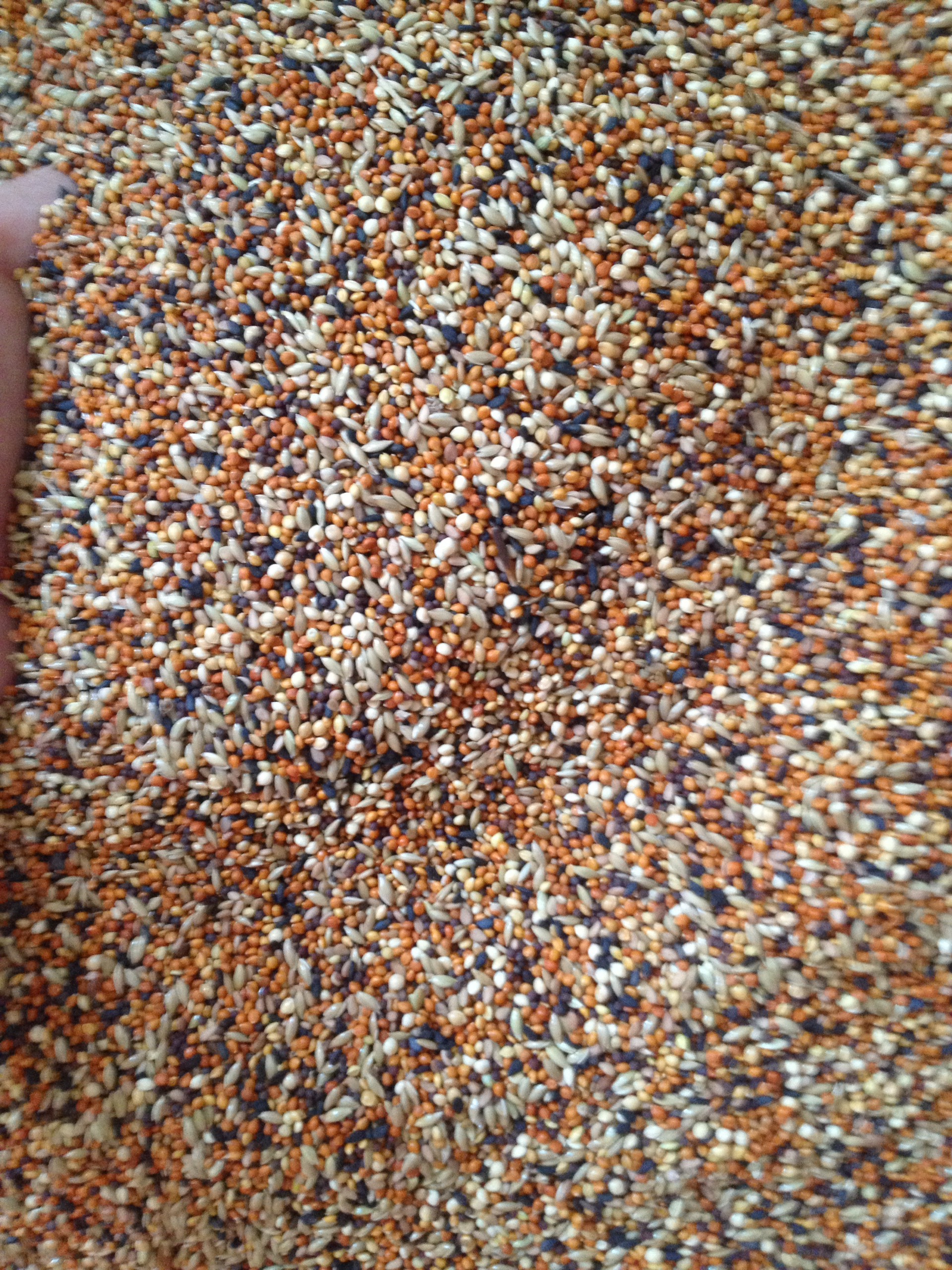 hạt trộn cho chim yến hót 1kg