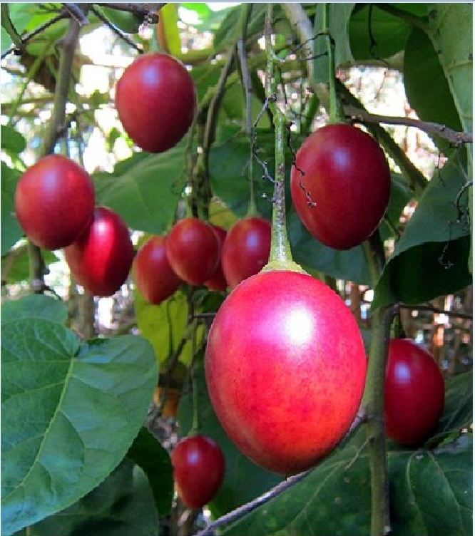 Hạt giống cà chua thân gỗ - gói 10 hạt