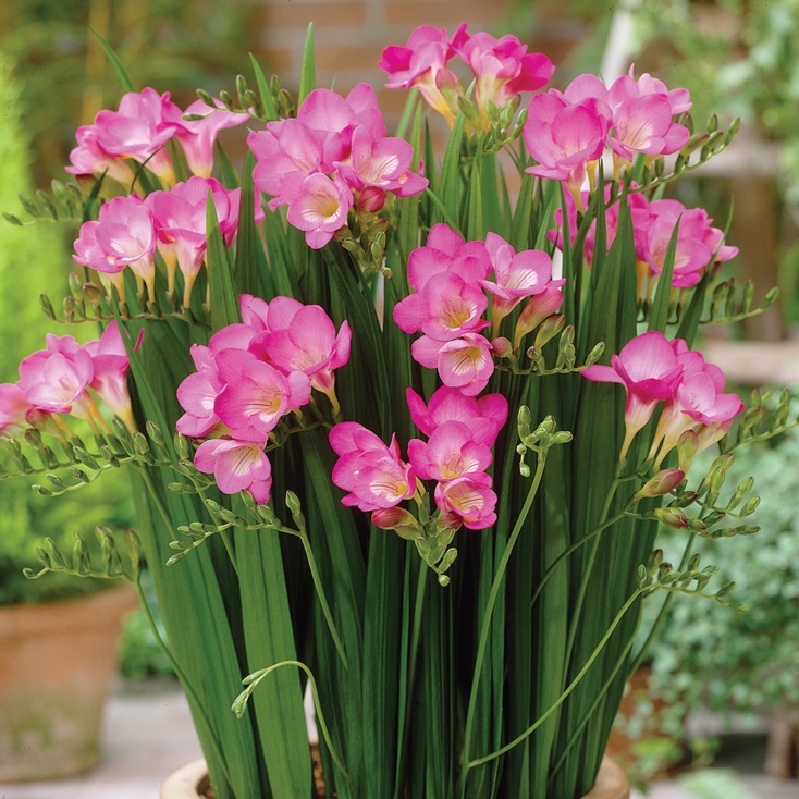 Củ hoa lan nam phi hoa màu hồng ( 1 củ - kèm 1 viên nén ươm củ)