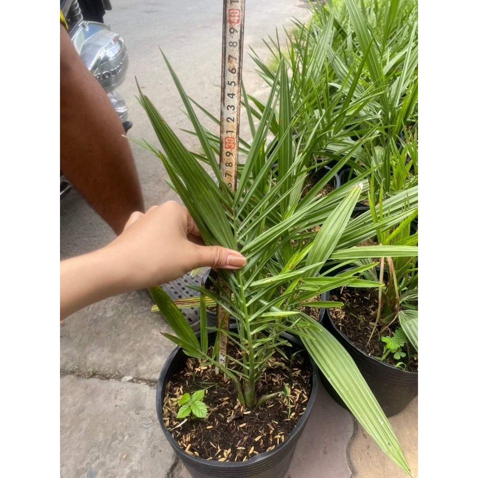 XTRA Cây Chà Là Trung Đông