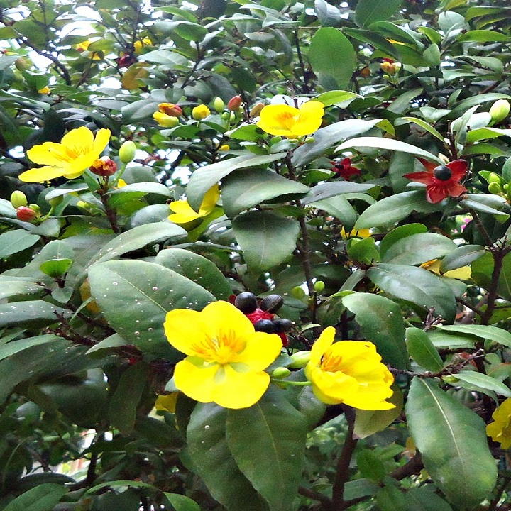 CÂY GIỐNG MAI TỨ QUÝ , CÂY NHỎ