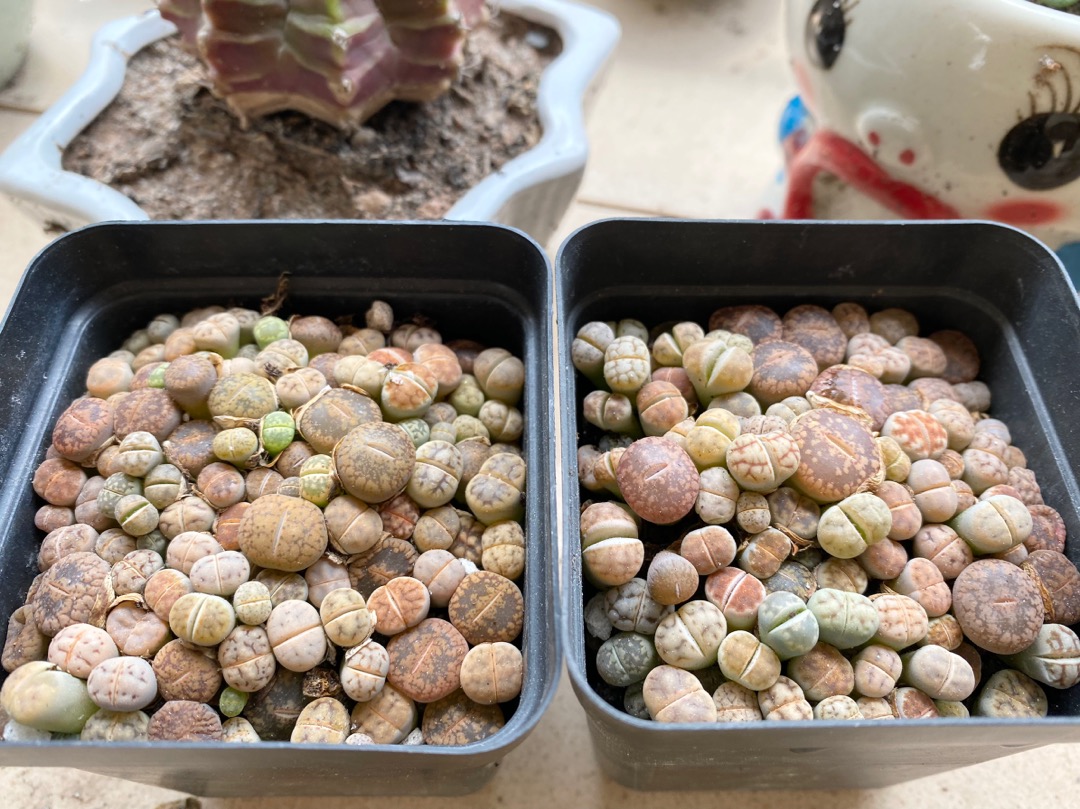 cây sen đá mông sen đá lithops thạch lan size nhỏ