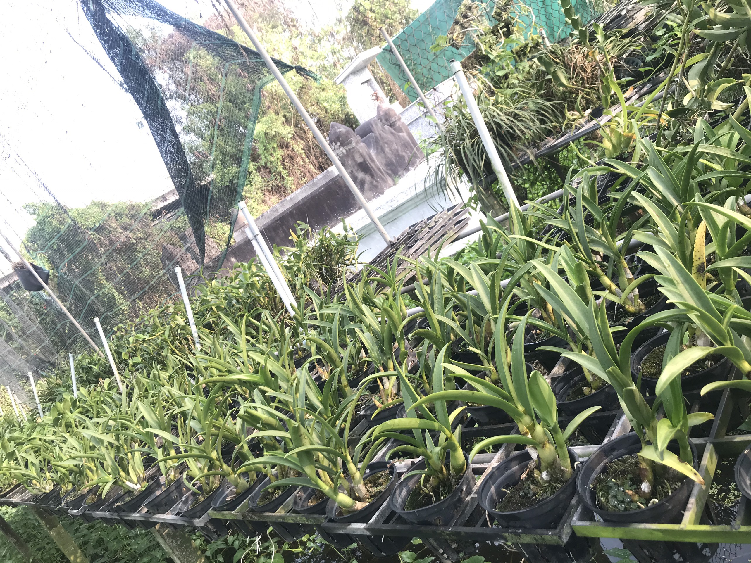 Denro Banana đột biến 3 lưỡi