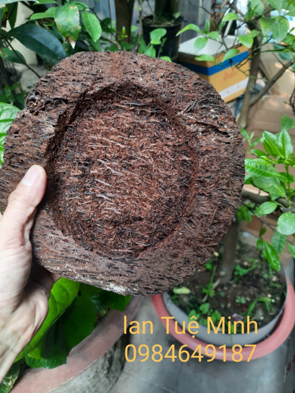 Chậu dớn trồng lan (dớn đĩa) giữ ẩm cho lan