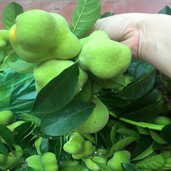 Giống Cây Chay Ruột Đỏ