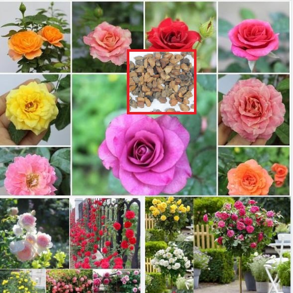 Mixed Dutch Rose Seeds (20 Seeds/Includes Seed Germination Stimulant Package)