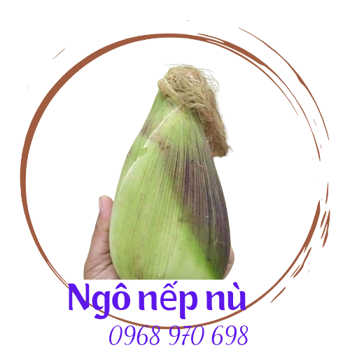 Hạt giống ngô nếp nù F1 chính hãng