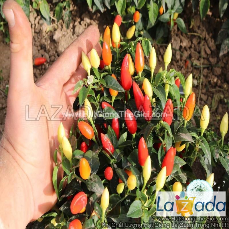 100.HAT Hạt Giống Ớt Ngũ Sắc Chỉ Thiên TG220 (KL| B51*W43)