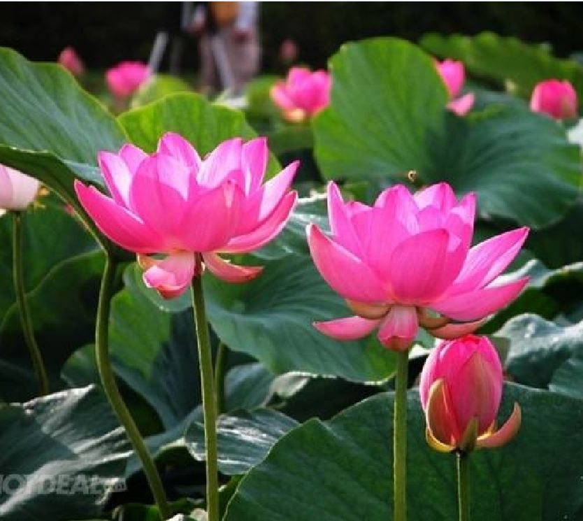 Hạt Giống Hoa Sen Ta (Sen Hồng Việt Nam) 15 hạt/gói