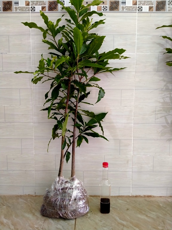1 cây lộc vừng cao 1,3m đẹp