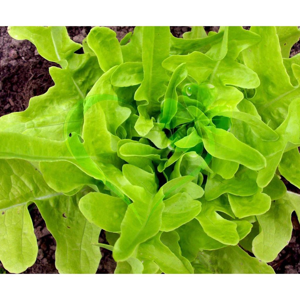Hạt giống xà lách sồi xanh Oakleaf - gói 2 gram