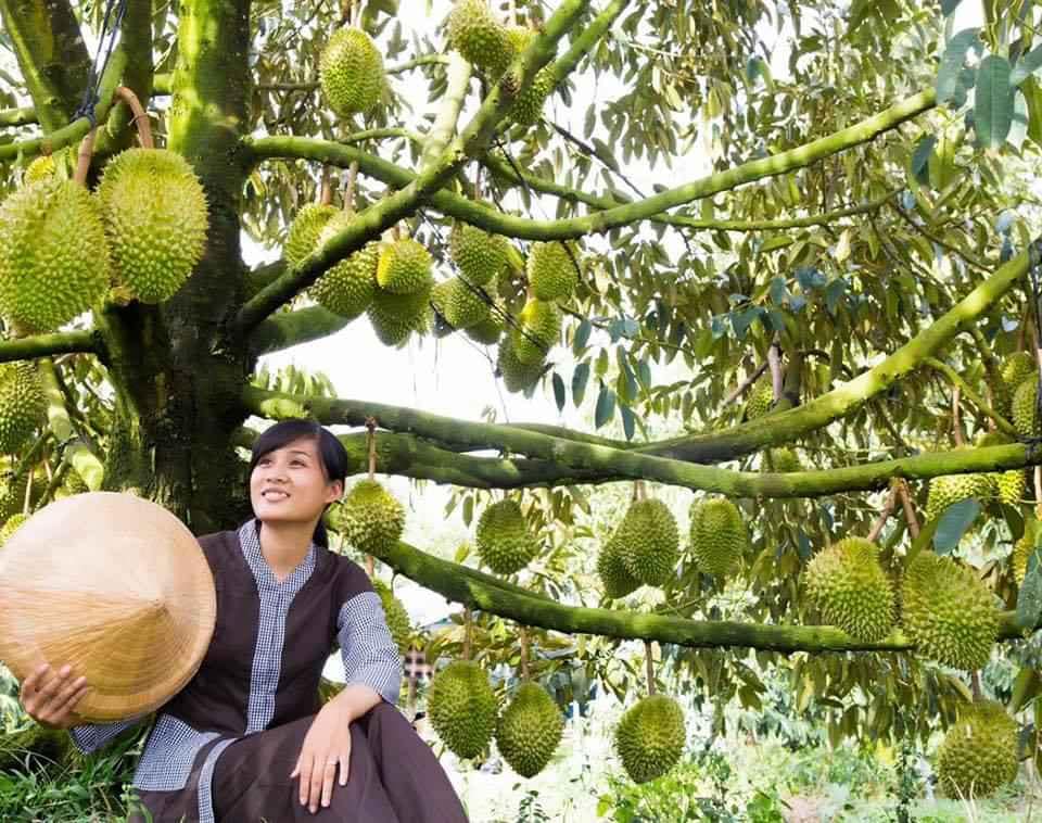 Cây sầu riêng ri6 (3 năm cho trái)