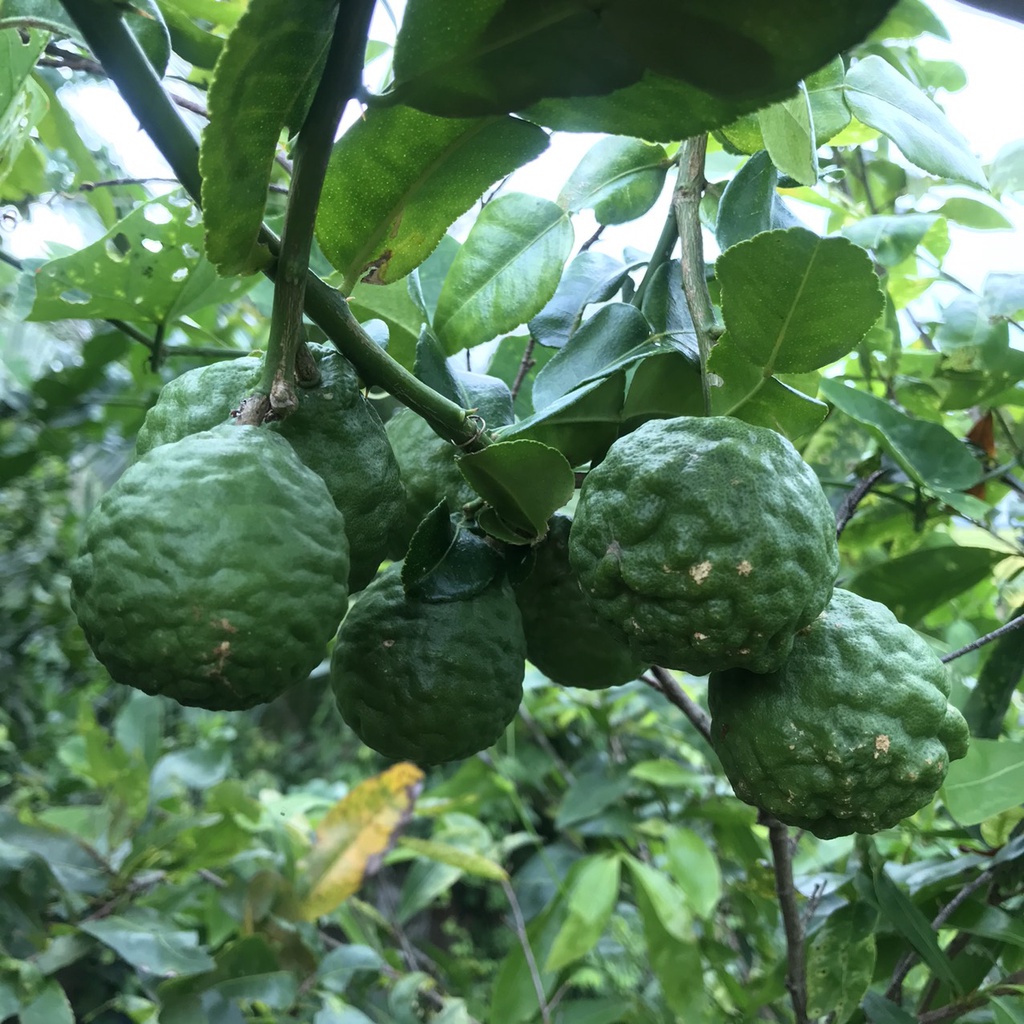 Lá Chúc (Lá Chanh Thái) ở An Giang dùng nấu gà 50g