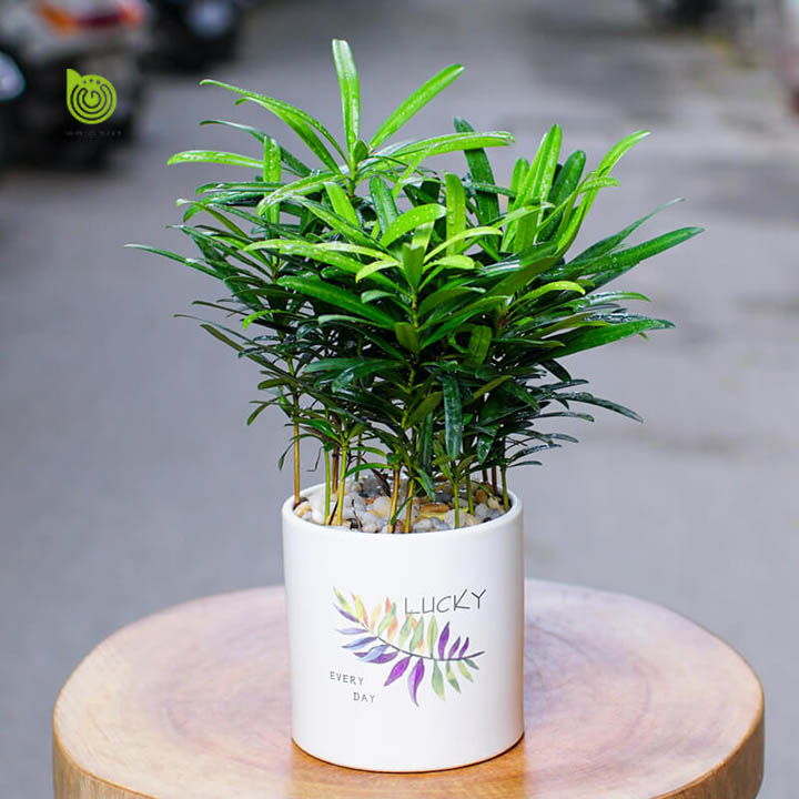 Cây Tùng la hán mini de bàn cực xinh