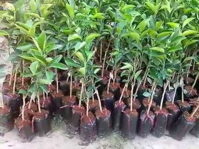 20 cây cam vinh