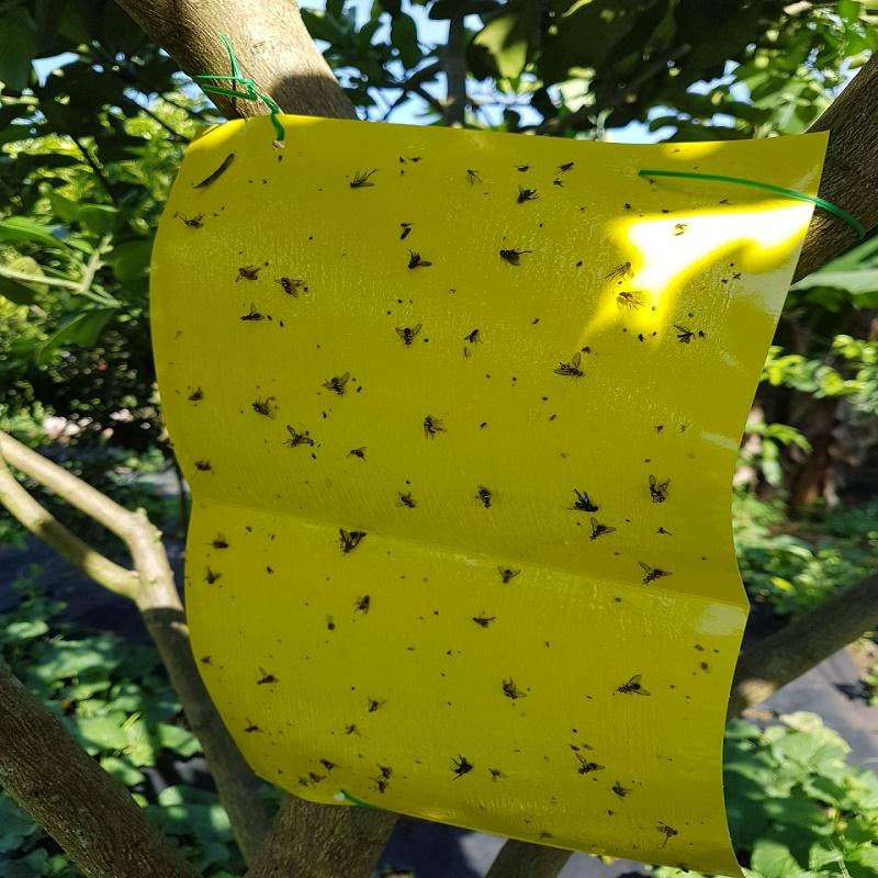 Combo 2 Miếng Keo Bẫy Ruồi Vàng Diệt Côn Trùng đốt, Chích Hút, Đục Quả Bảo Vệ Cây Trồng