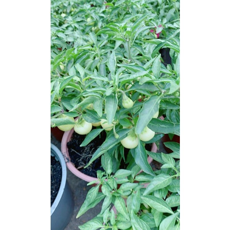 Cây Ớt Cà (Sẵn Trái)