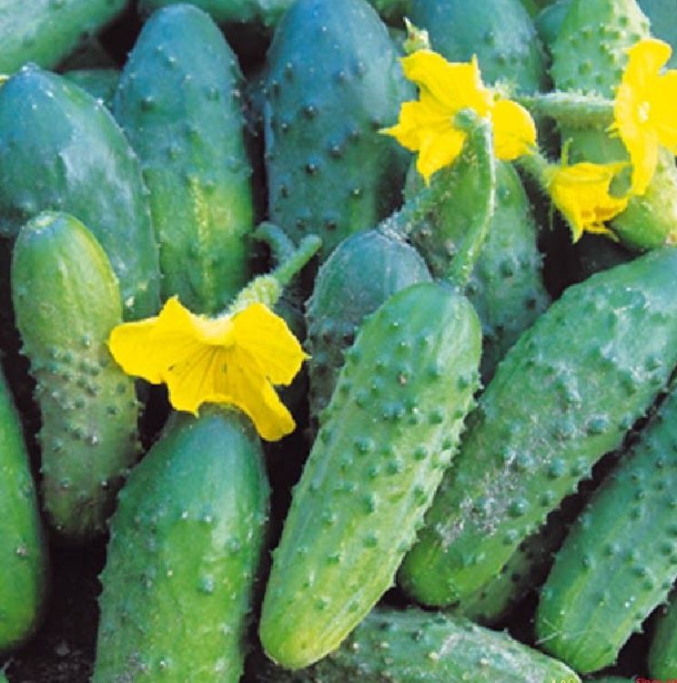 "Gói 10 Hạt " Hạt giống dưa chuột bao tử