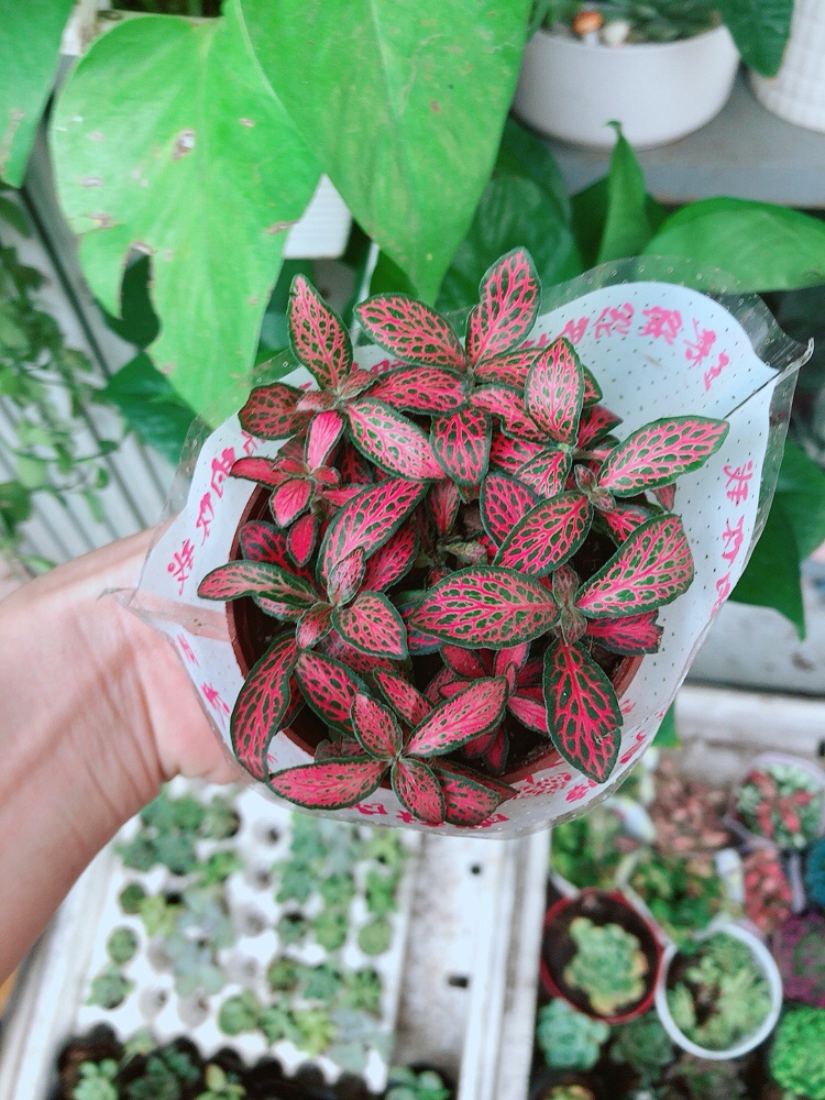 Chậu cẩm nhung (lá may mắn)