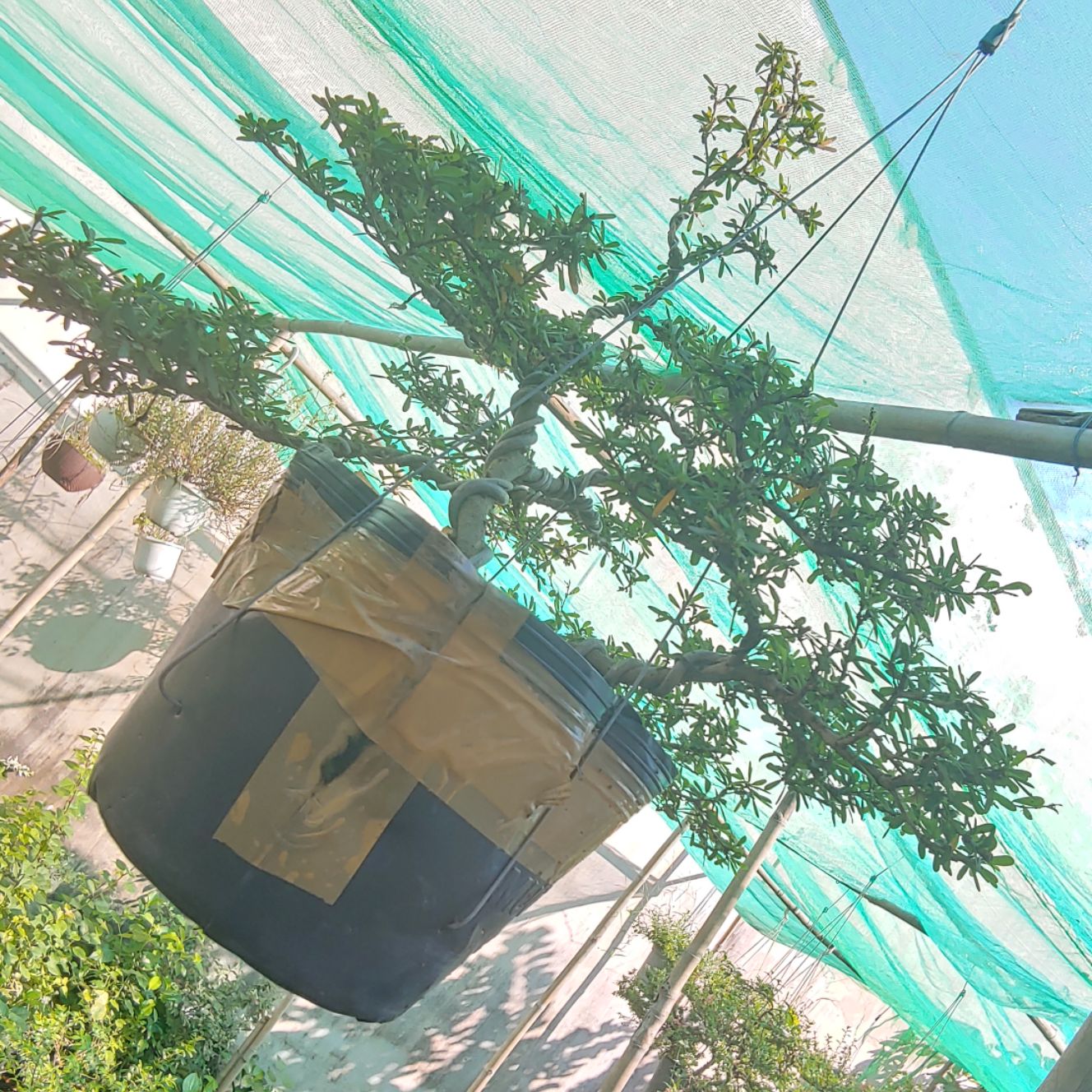 Linh sam 86 hoa tím dáng bonsai