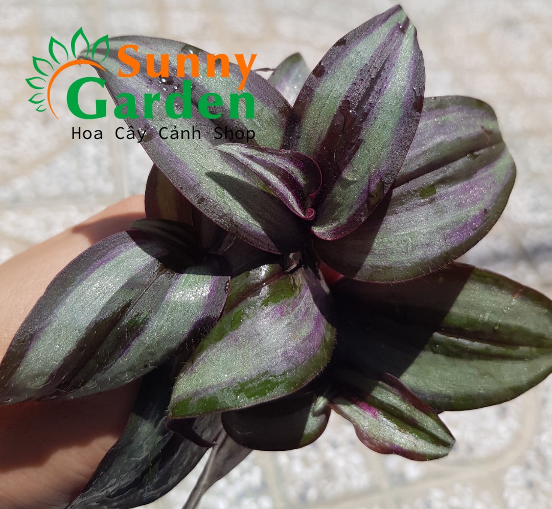 3 Nhánh Thài Lài Tía - Cây Cảnh