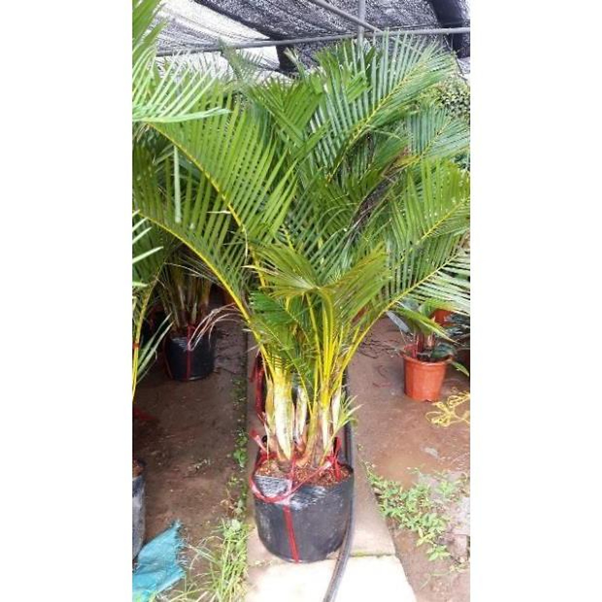 Sản phẩm cây cau lụa