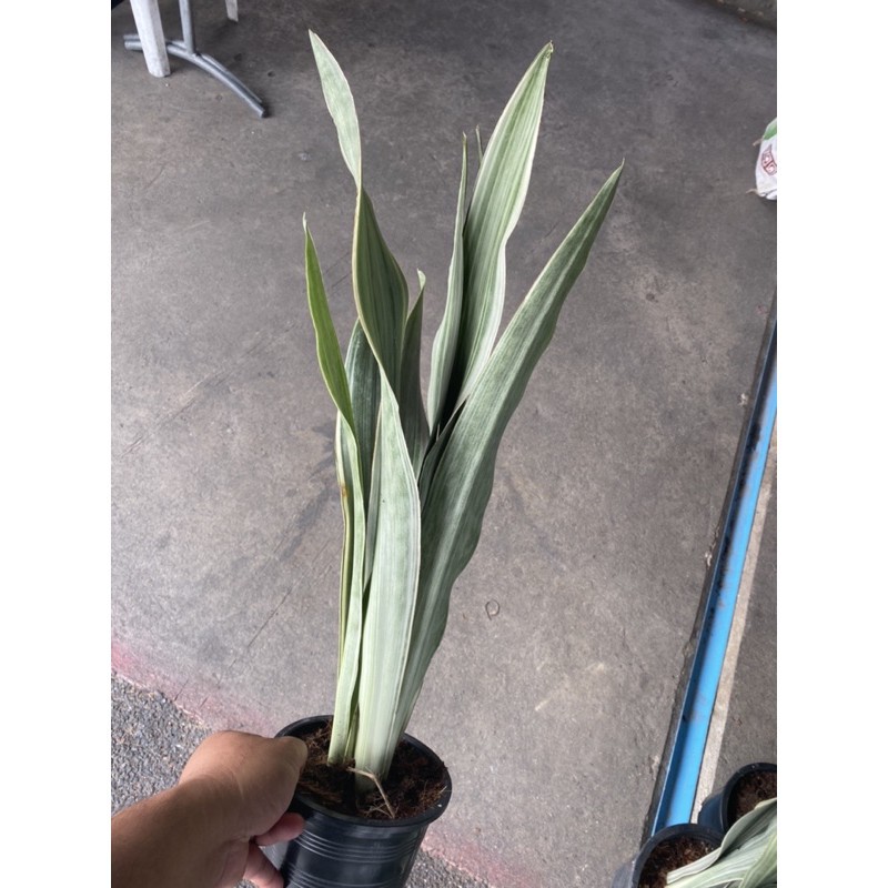 [ XẢ - CẮT LỖ] lưỡi hổ Bạc Siam Sliver
