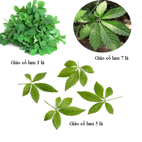 1kg trà giảo cổ lam -TDSO1