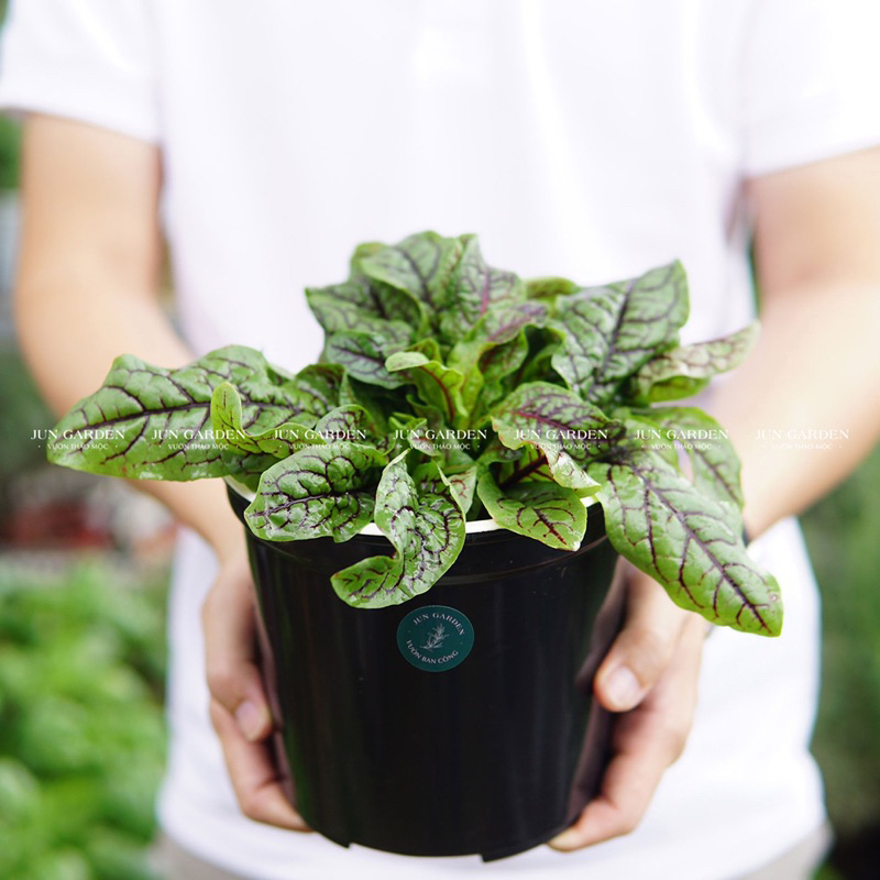 Cây Cải Chua Sorrel Gân Đỏ Jun Garden
