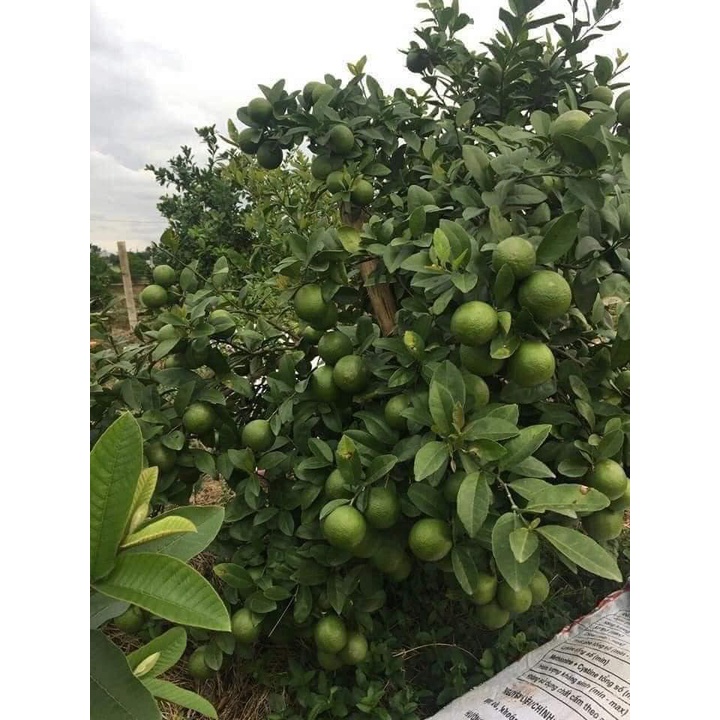 Cây chanh tứ quý giống