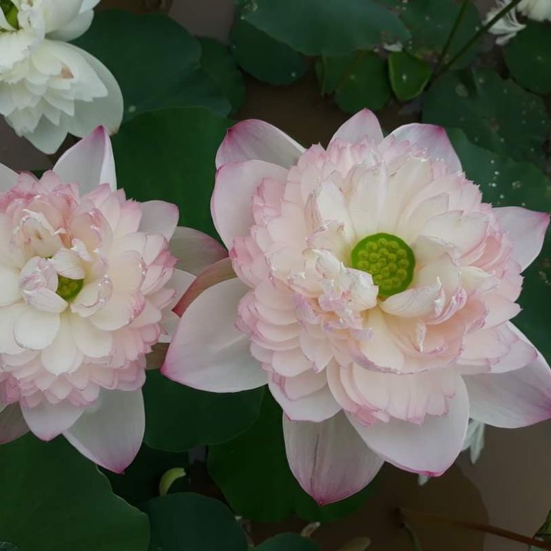 HOA SEN THÁI: SUPER LOTUS [Siêu Giảm Giá]