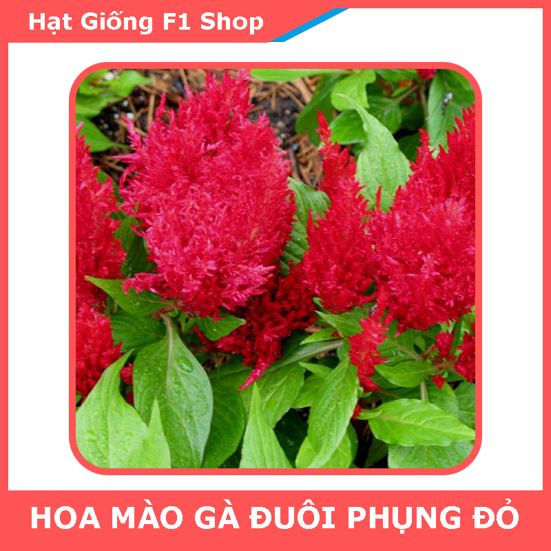 Hạt Giống Hoa Mào Gà Đuôi Phụng Đỏ Dễ Trồng (016.F1)