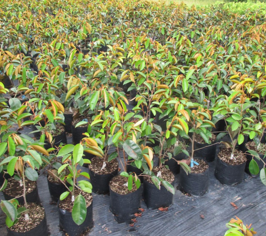 Cây vú sã tím cây chuẩn giống