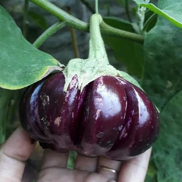 Hạt giống Cà bát Tím Khía-0.3gram