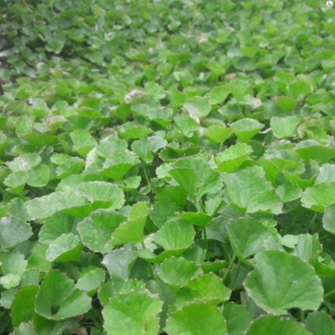 Hạt rau má - gói 1 gram