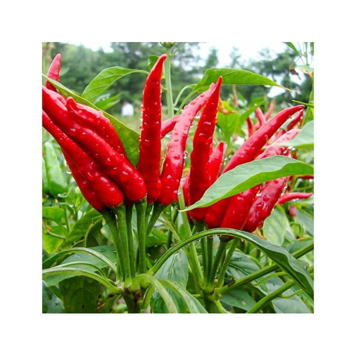Hạt Giống Ớt Chỉ Thiên F1 50 Hạt