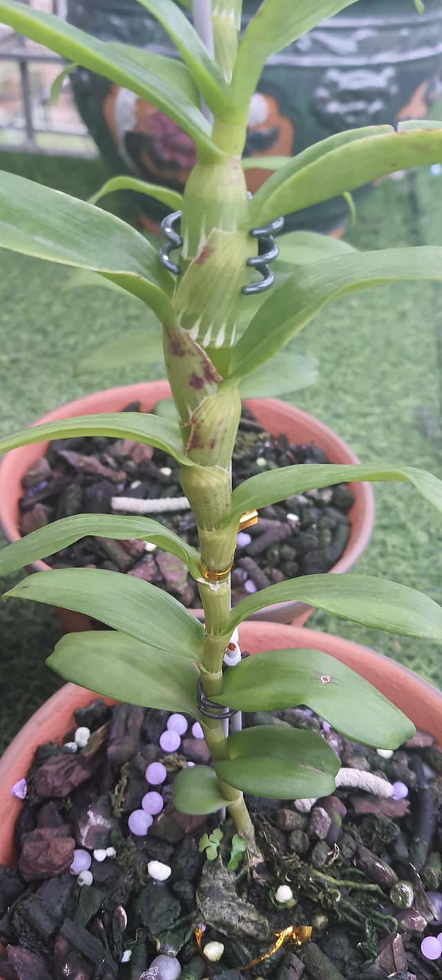 Hoa lan phi điệp tím bắc cạn(kì hoa dị thảo,cao 20cm)